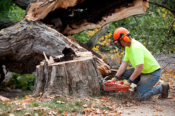 Best Tree Branch Trimming  in Sudley, VA